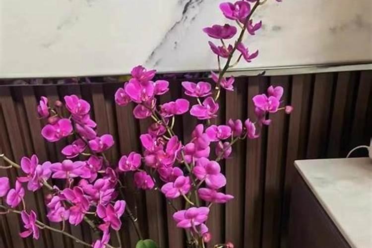 蝴蝶兰用什么肥磷钾肥可促进花芽形成
