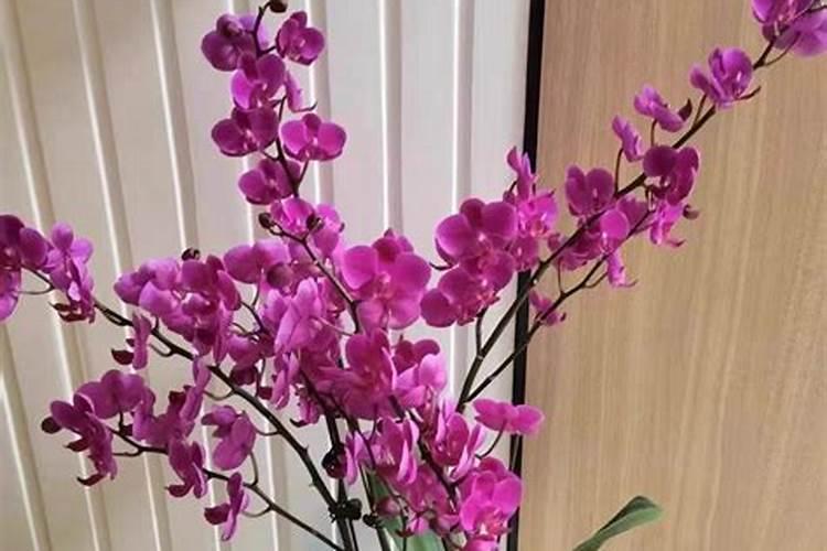 蝴蝶兰施肥用什么肥料