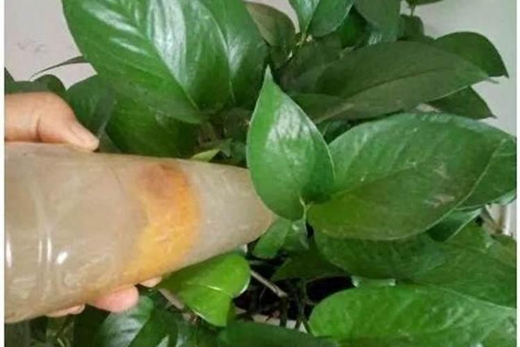 绿萝花怎么养才能养得更好