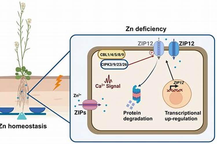 锌肥不能和什么混用叶面喷施