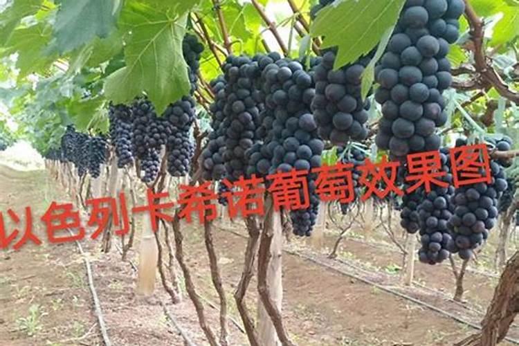 碳酸钾对葡萄有什么用？