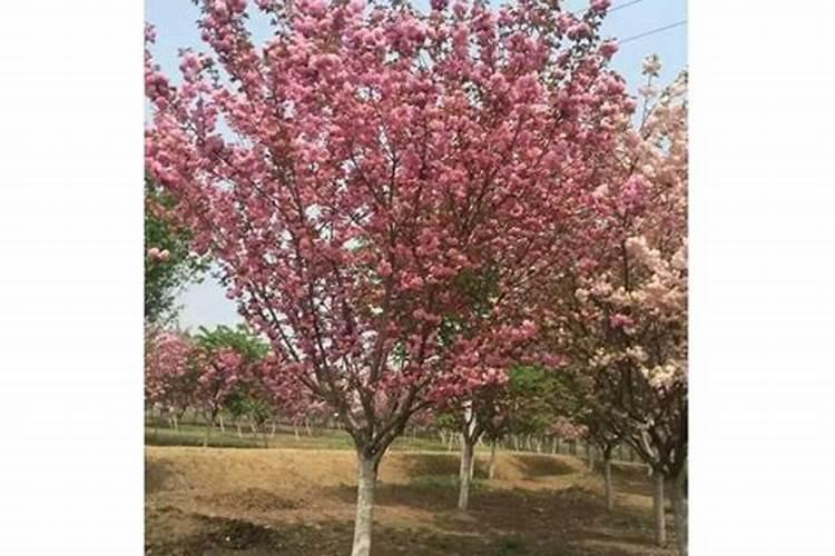 花木养护过程中的救治方法