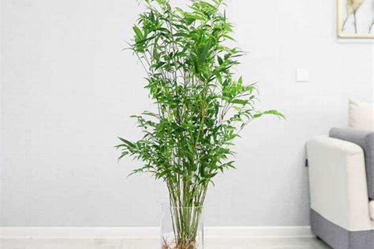 富贵竹水培用什么肥料