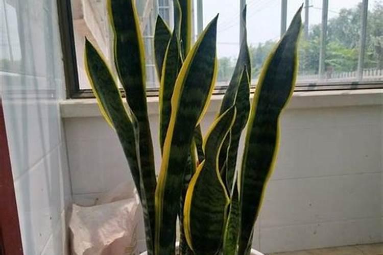 虎皮兰养殖方法和注意事项