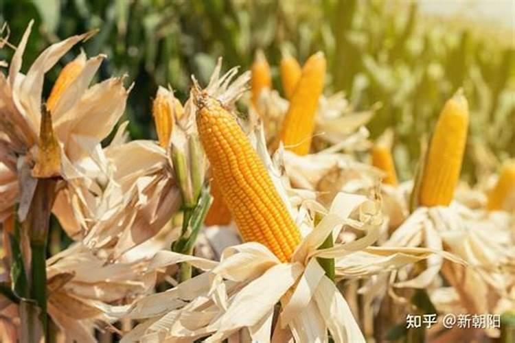 玉米大喇叭口期可以打芸苔素内酯吗