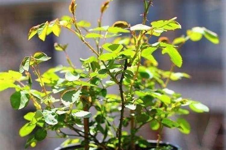 月季生长缓慢是什么原因造成的 怎么解决