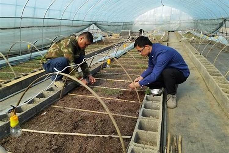 蔬菜苗种多久施肥 蔬菜苗长多久后施肥最合适