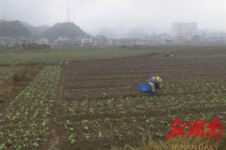 油菜什么时候施硼肥最好