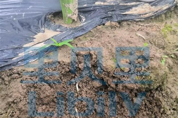 兰花不生根解决方式分享