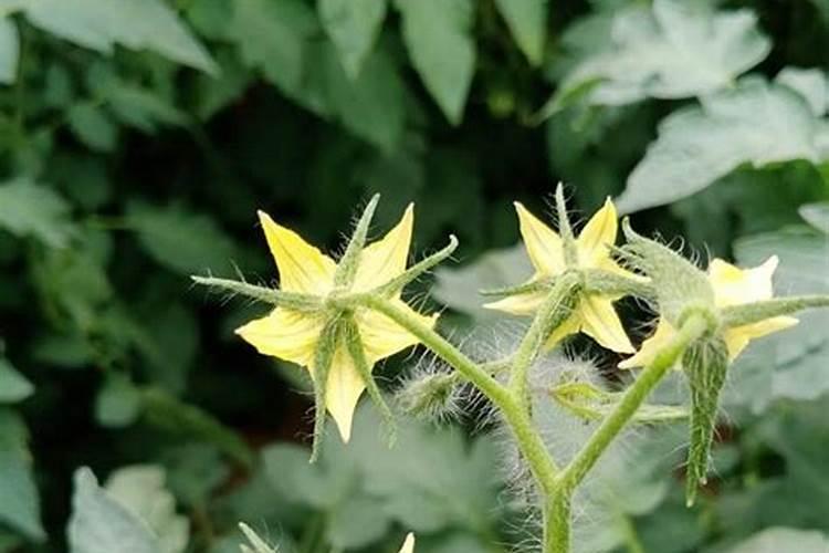 番茄喜肥吗 喜欢施什么肥料