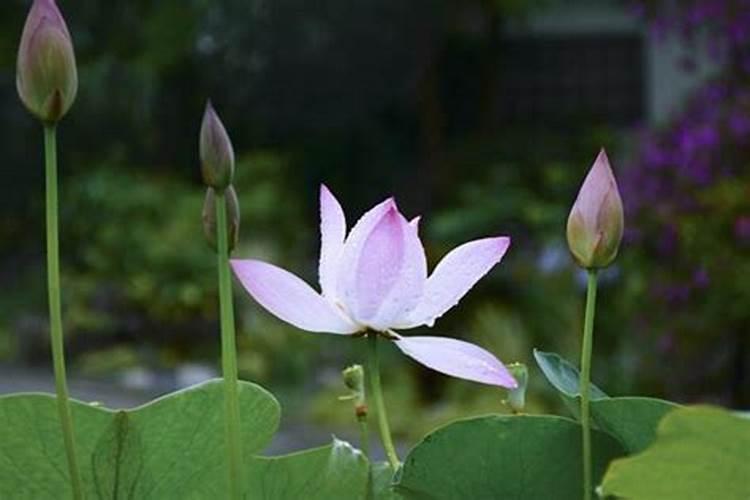 盆栽荷花如何施肥