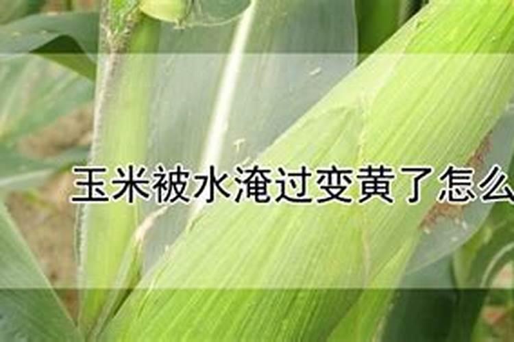 玉米苗期喷什么叶面肥