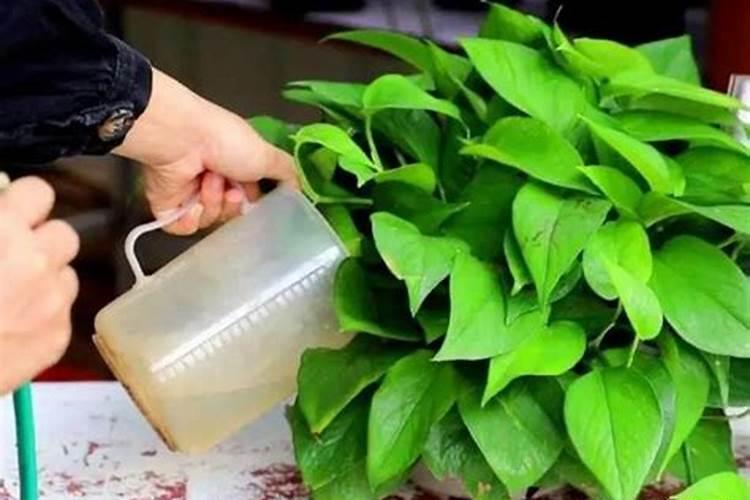 想要让自己的花儿长得更好,可以选择用磷酸二氢钾浇花吗？