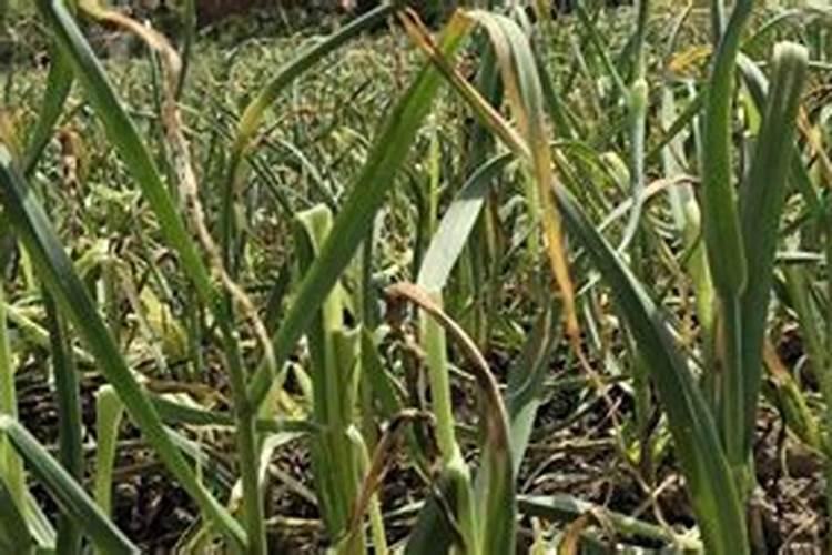 洋葱施什么肥生长最快