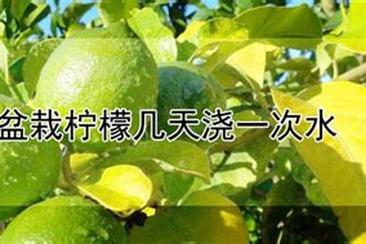 盆栽柠檬树施肥方法