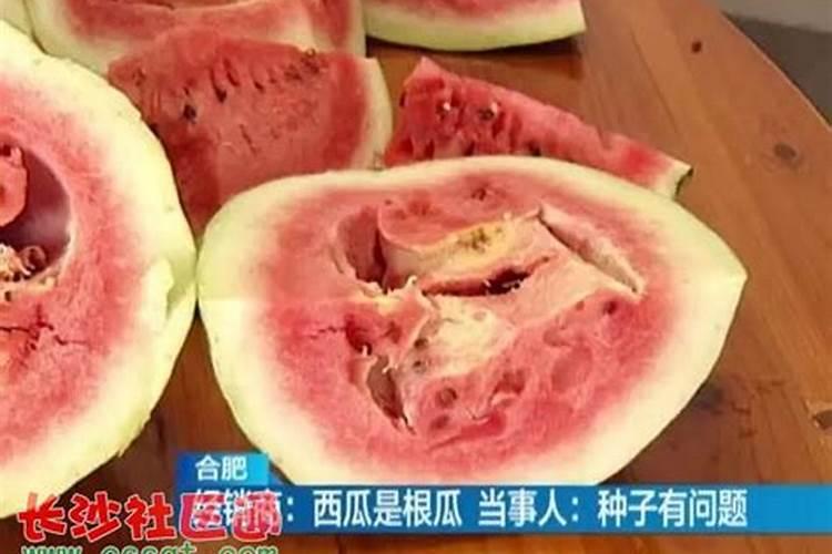 西瓜头发黄是什么病