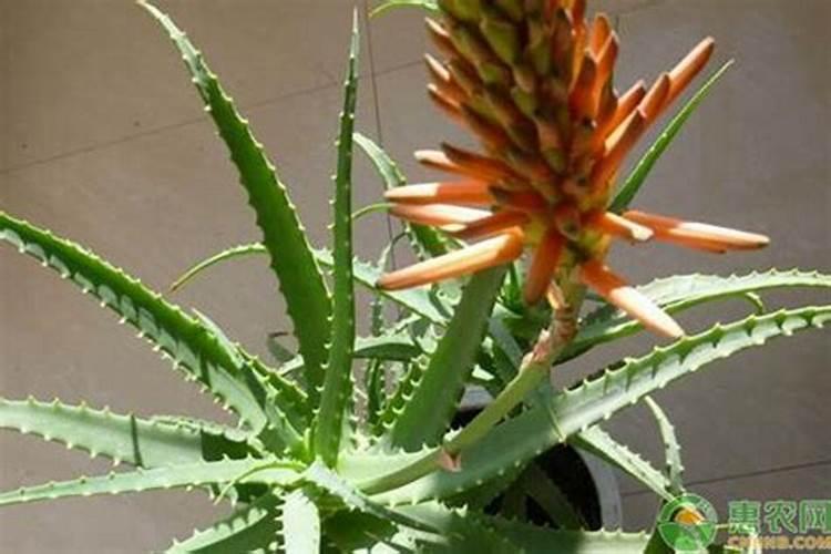 芦荟开花时怎样养护