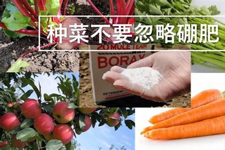农作物在什么情况下需要施硼肥？要注意什么？