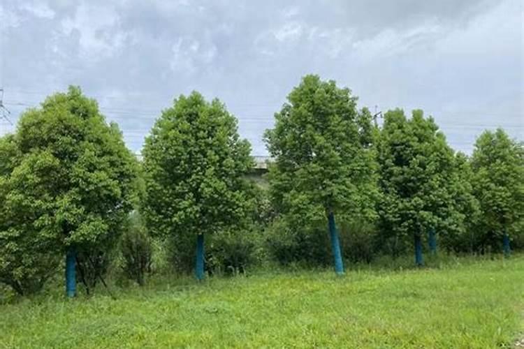 园林绿化时,种植乔木和灌木怎么施肥,施肥量是多少