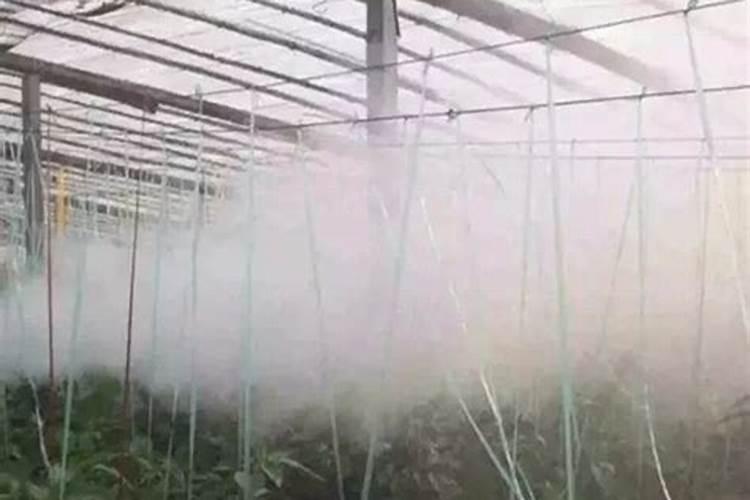 叶面肥三天喷一次可以吗