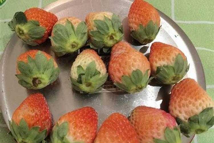 盆栽草莓挂果时施专用肥一次用多少？