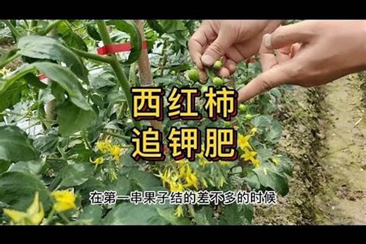 西红柿什么时候追钾肥好西红柿熟了一亩地追多少斤钾肥？