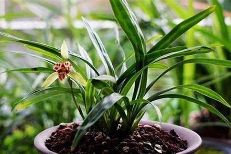 兰花什么时候施肥最好,兰花施肥用什么肥最好(氮磷钾肥)