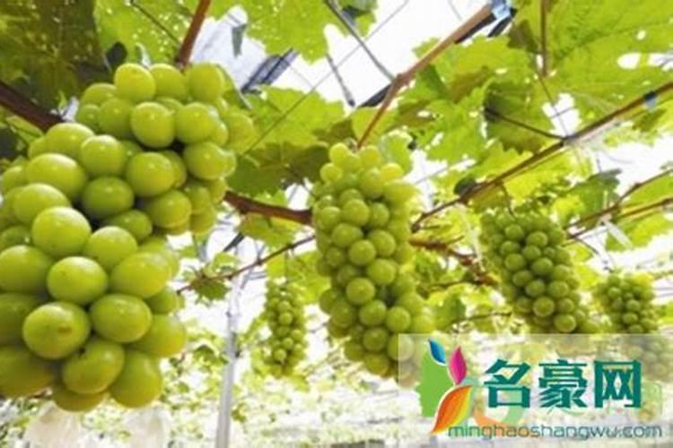 第一年阳光玫瑰栽培养殖方法