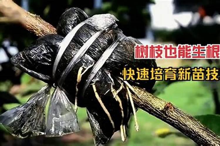 粗树怎么嫁接
