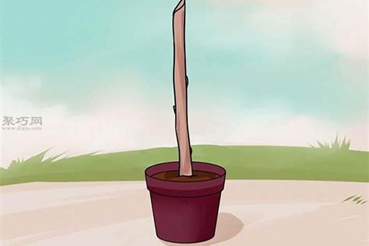 橘子树插枝能活吗？