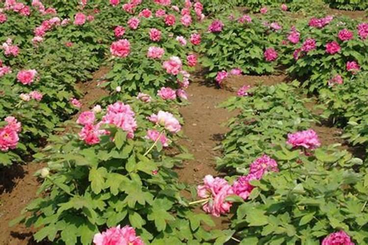 牡丹花喜肥吗 喜欢施什么肥料