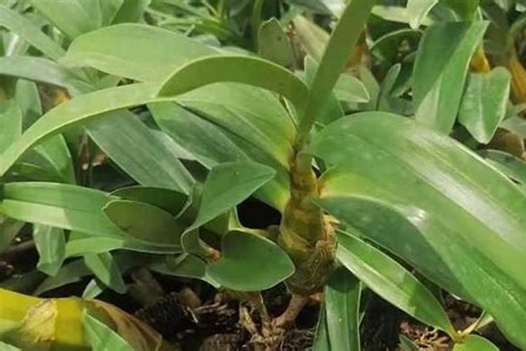 我刚开始学习种植石斛,用什么肥料好啊