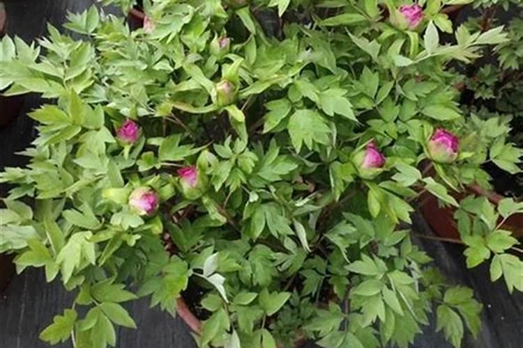 牡丹花喂什么肥开花更鲜艳
