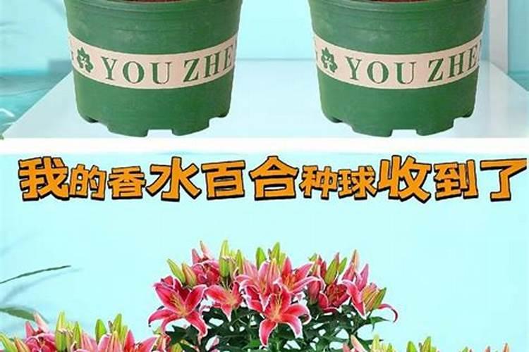 已开花百合养护