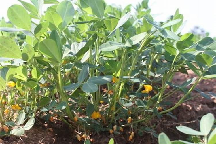 花生哪时候施肥最合适 花生什么时候施肥最好