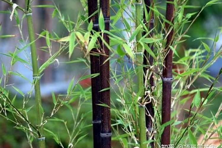 长寿花怎么越夏 需要注意哪些事情