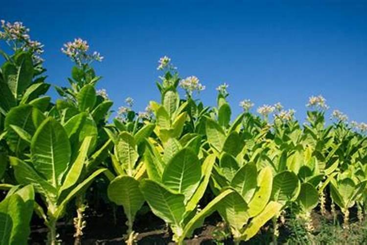 烟草种植需要什么肥料