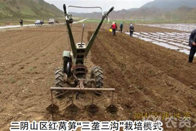 莴笋大规模种植施什么肥 怎么施肥长的粗壮