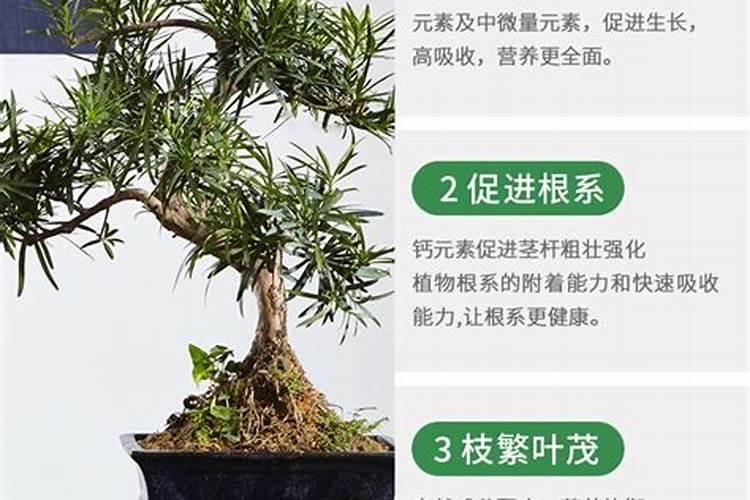 红豆杉施什么肥最好