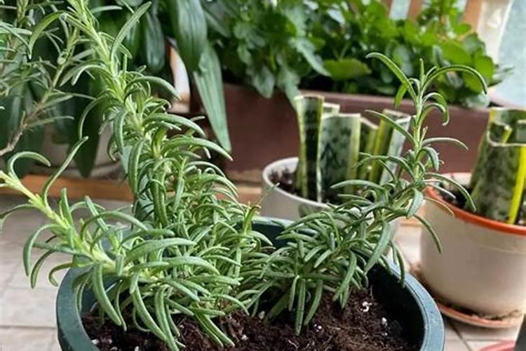 迷迭香植物如何养