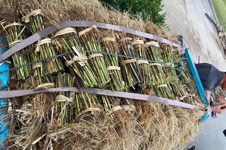鼠李种植技术