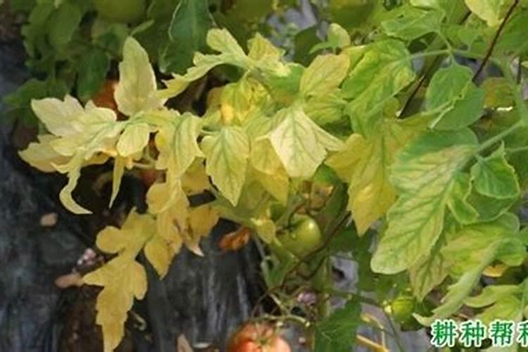 自家种植的西红柿顶部叶片出现黄化现象该怎么办？