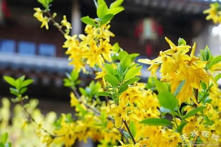 连翘秋天怎么养
