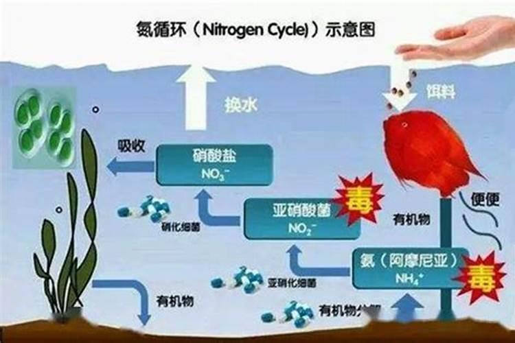 鱼塘水亚硝酸很高怎么办泼洒磷肥有用吗