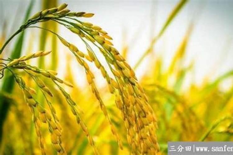 一亩地用多少硼肥 如何正确施硼肥