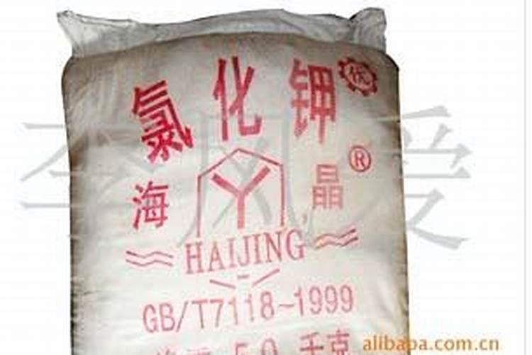 山东大蒜什么季节收获？