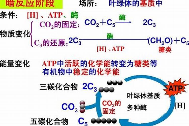 结合光合作用机理,请从微观的角度解析水、肥、气、热对光合作用的影响...
