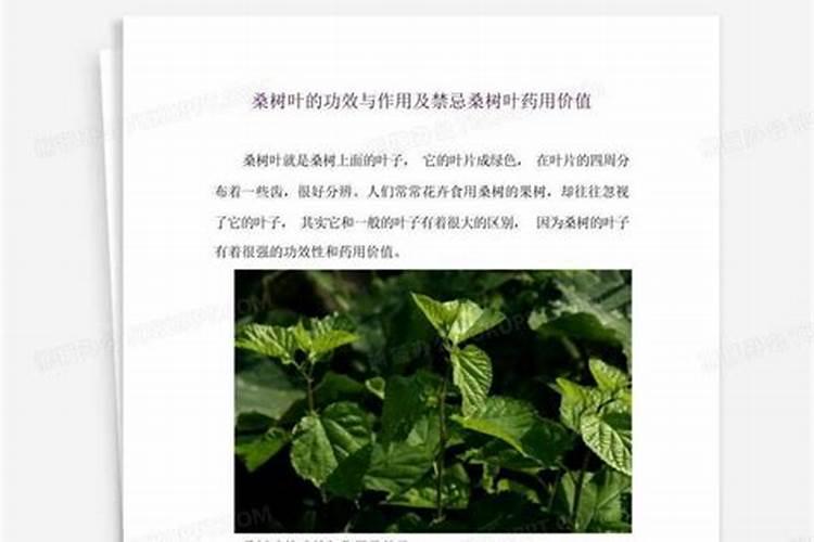 给桑树叶子用什么叶面肥 或者叶面药 谢谢