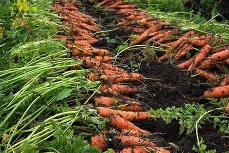 胡萝卜前期用什么肥料好 施肥注意事项