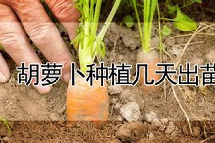 长罗卜出来了可以施肥吗